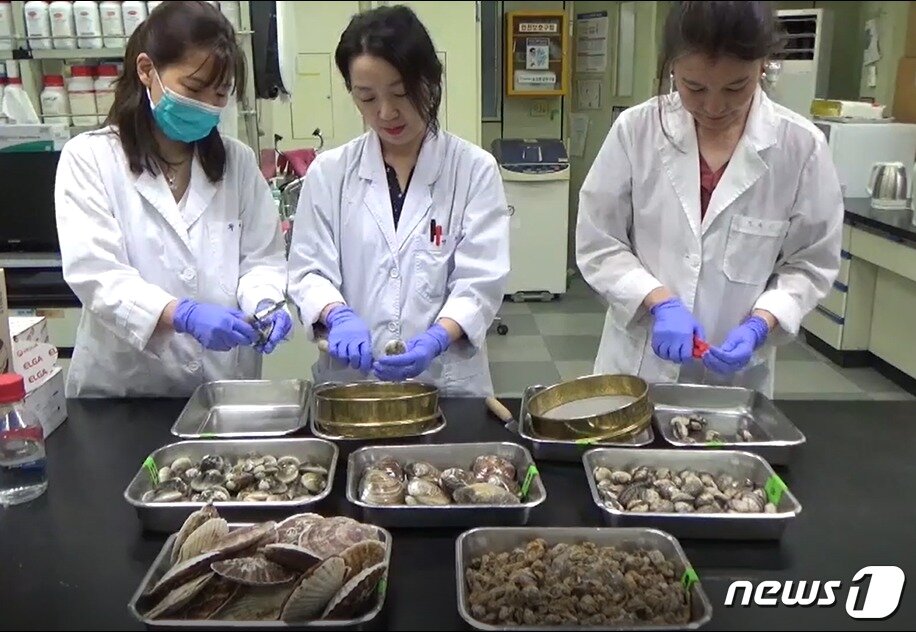 본문 이미지 - 조개류(패류) 독소 안전성 검사ⓒ 뉴스1