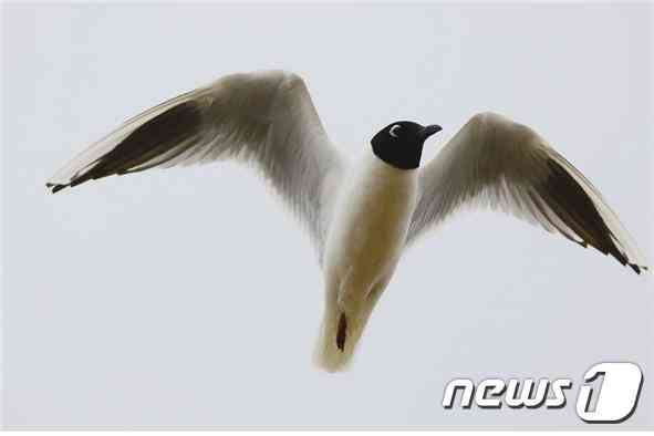 국제적 멸종위기종인 검은머리갈매기. /© 뉴스1