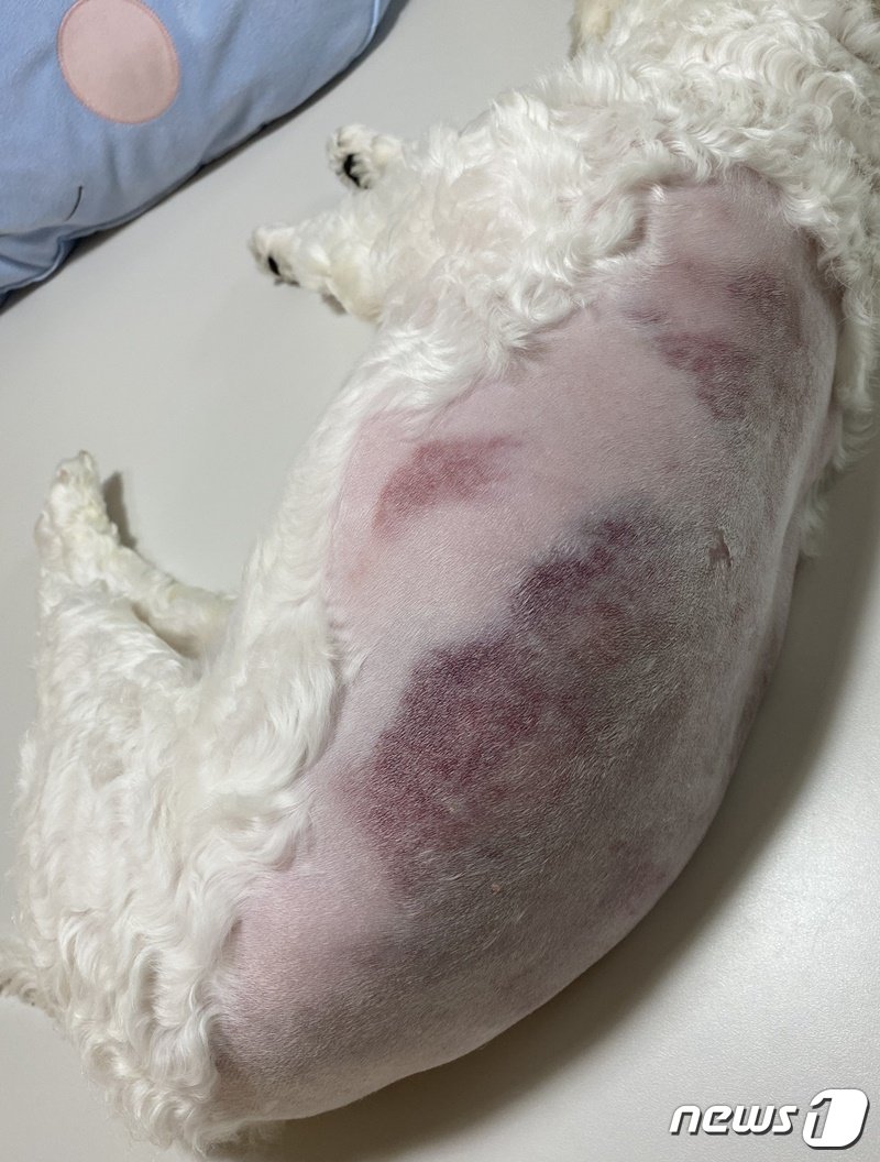 본문 이미지 - 구리시의 한 애견호텔에 맡긴 강아지가 피멍투성이가 돼 돌아왔다. 사진 견주 제공 ⓒ 뉴스1