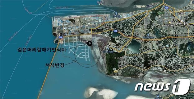 본문 이미지 - 검은머리갈매기의 번식지 위치도.(새만금시민생태조사단 제공)2020.6.26ⓒ 뉴스1
