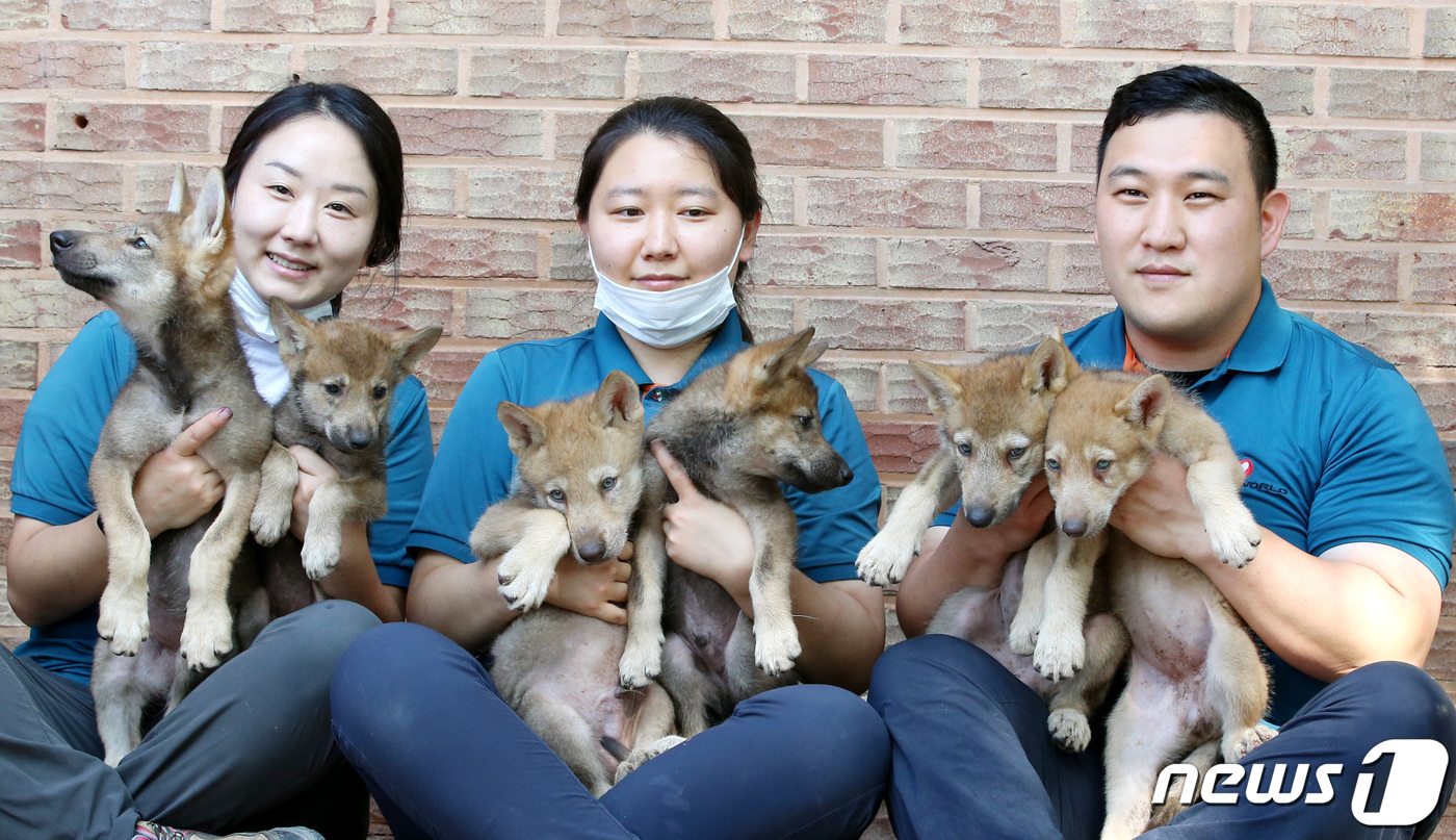 (대전=뉴스1) 김기태 기자 = 3일 오후 대전 중구 오월드에서 사육사들이 4월에 태어난 한국늑대 새끼를 안고 있다. 오는 6일부터 일반인들에게 공개될 한국늑대 새끼들은 지난 20 …