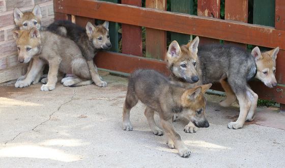 대전 동물원서 늑대 1마리 탈출…오월드 "방문객·주민들 조심"