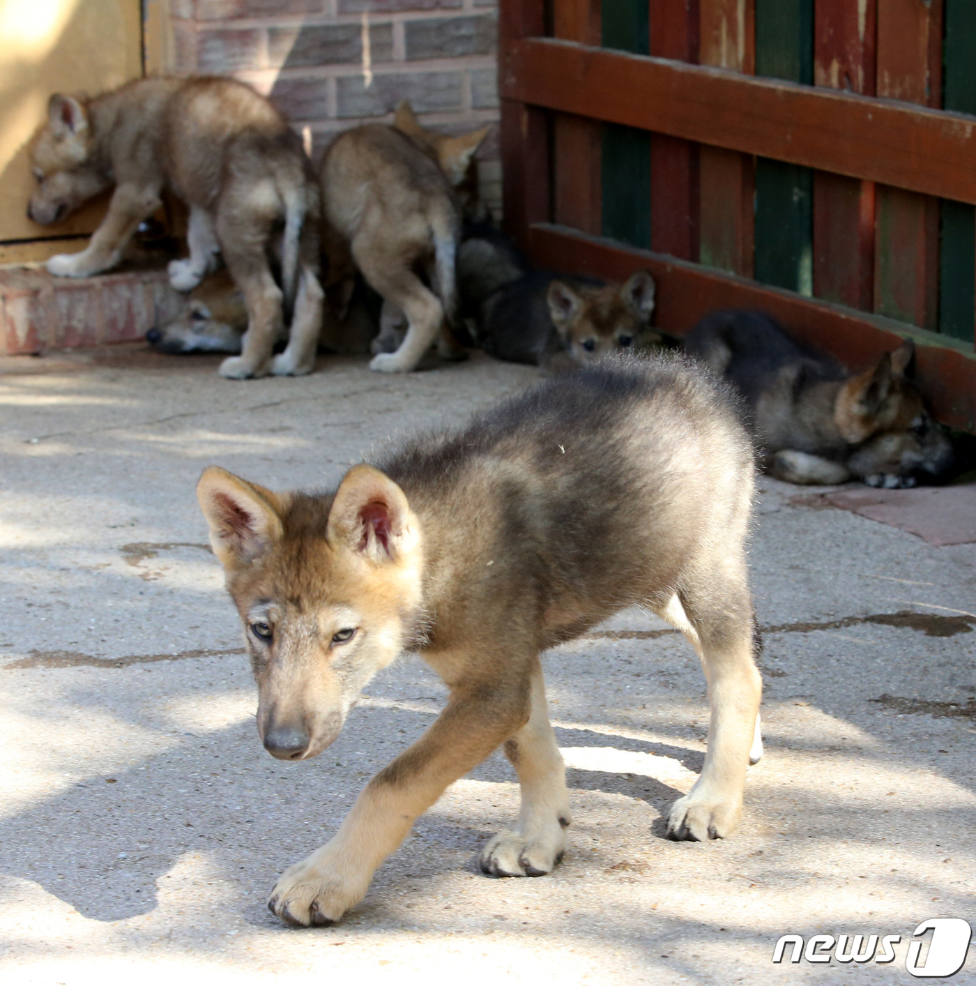 (대전=뉴스1) 김기태 기자 = 3일 오후 대전 중구 오월드에서 4월에 태어난 한국늑대 새끼들이 관람객을 기다리고 있다. 오는 6일부터 일반인들에게 공개될 한국늑대 새끼들은 지난 …