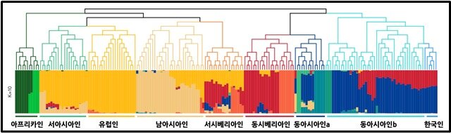 본문 이미지 - 현대 한국인의 게놈 혼합&#40;ADMIXTURE&#41; 분석 결과. 맨 오른쪽의 한국인들은 일본과 중국인과 같은 그룹으로 묶인다. 전 인류를 총 10개의 그룹으로 나눴을 때, 한국은 짙은 푸른색으로 대표되는 남중국계와 짙은 붉은 색으로 표현되는, 북아시아계가 7:3 정도로 최근에 혼합된 것으로 나타난다 &#40;클리노믹스 제공&#41; 2020.06.04 / 뉴스1