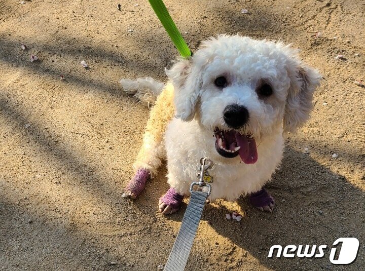본문 이미지 - 재활 치료를 받으며 산책 교육 중인 비숑 프리제 강아지. 사진 서울동물복지지원센터 제공 ⓒ 뉴스1
