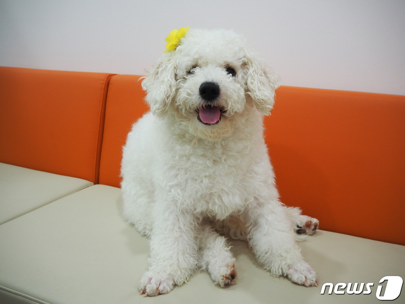 본문 이미지 - 서울동물복지지원센터에서 보호 중인 비숑 프리제 강아지. ⓒ 뉴스1