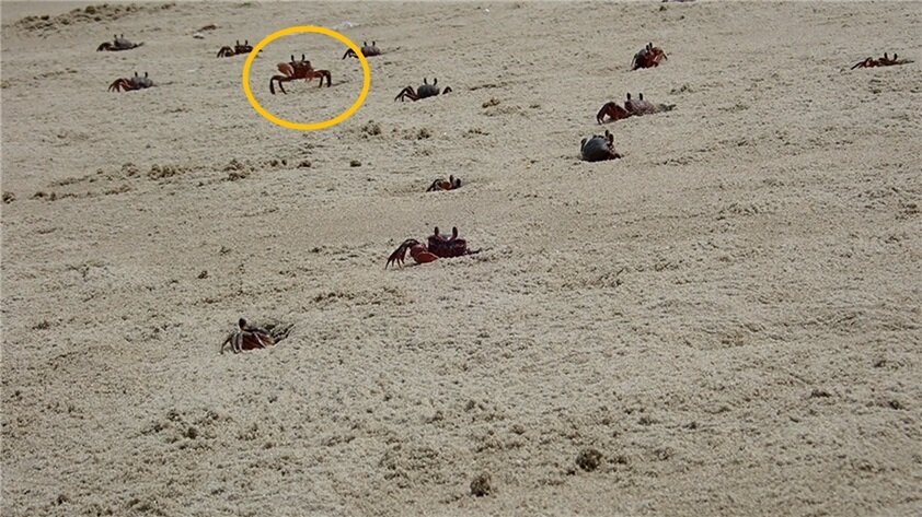 본문 이미지 - 달랑게의 춤추기. (사진=국립공원공단) ⓒ 뉴스1