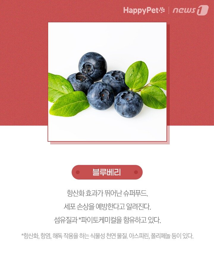 본문 이미지 -  