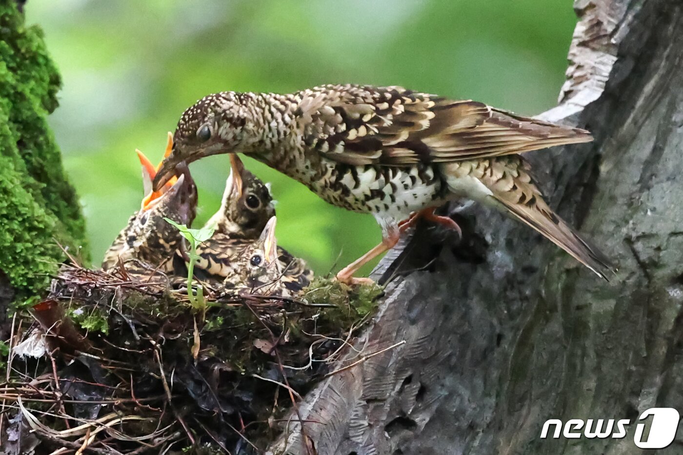 본문 이미지 - 15일 오전 경북 경주시 안강읍 옥산서원 계곡에 있는 나무에 둥지를 튼 멸종위기 관심대상종인 호랑지빠귀가 새끼들에게 먹잇감을 골고루 먹이고 있다. 2020.7.15/뉴스1 ⓒ News1 최창호 기자