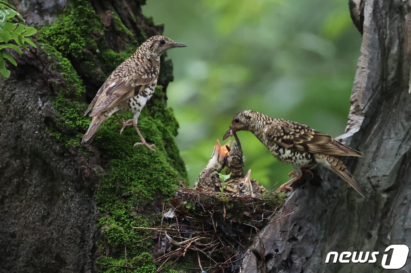 본문 이미지 - 15일 오전 경북 경주시 안강읍 옥산서원 계곡에 있는 나무에 둥지를 튼 멸종위기 관심대상종인 호랑지빠귀가 새끼들에게 먹잇감을 물어다 주고 있다. 2020.7.15/뉴스1 ⓒ News1 최창호 기자