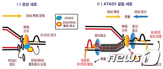 DNA 복제 과정에서 ATAD5 단백질의 R-루프 조절 메커니즘(IBS 제공)© 뉴스1