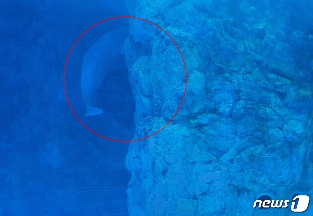 본문 이미지 - 롯데월드 아쿠아리움에서 행동풍부화하는 벨루가. 뒤쪽에 공이 들어가서 찾는 모습. ⓒ 뉴스1 최서윤 기자