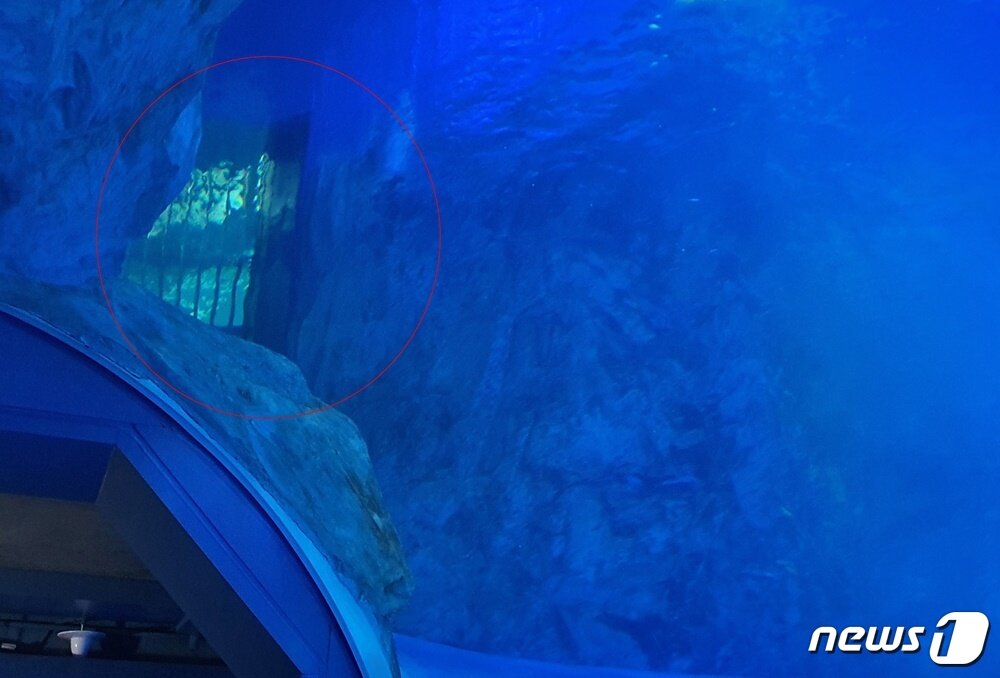 본문 이미지 - 롯데월드 아쿠아리움에는 벨루가의 휴게소가 따로 있어서 관람객들에게 계속 노출되지 않는다. ⓒ 뉴스1 최서윤 기자