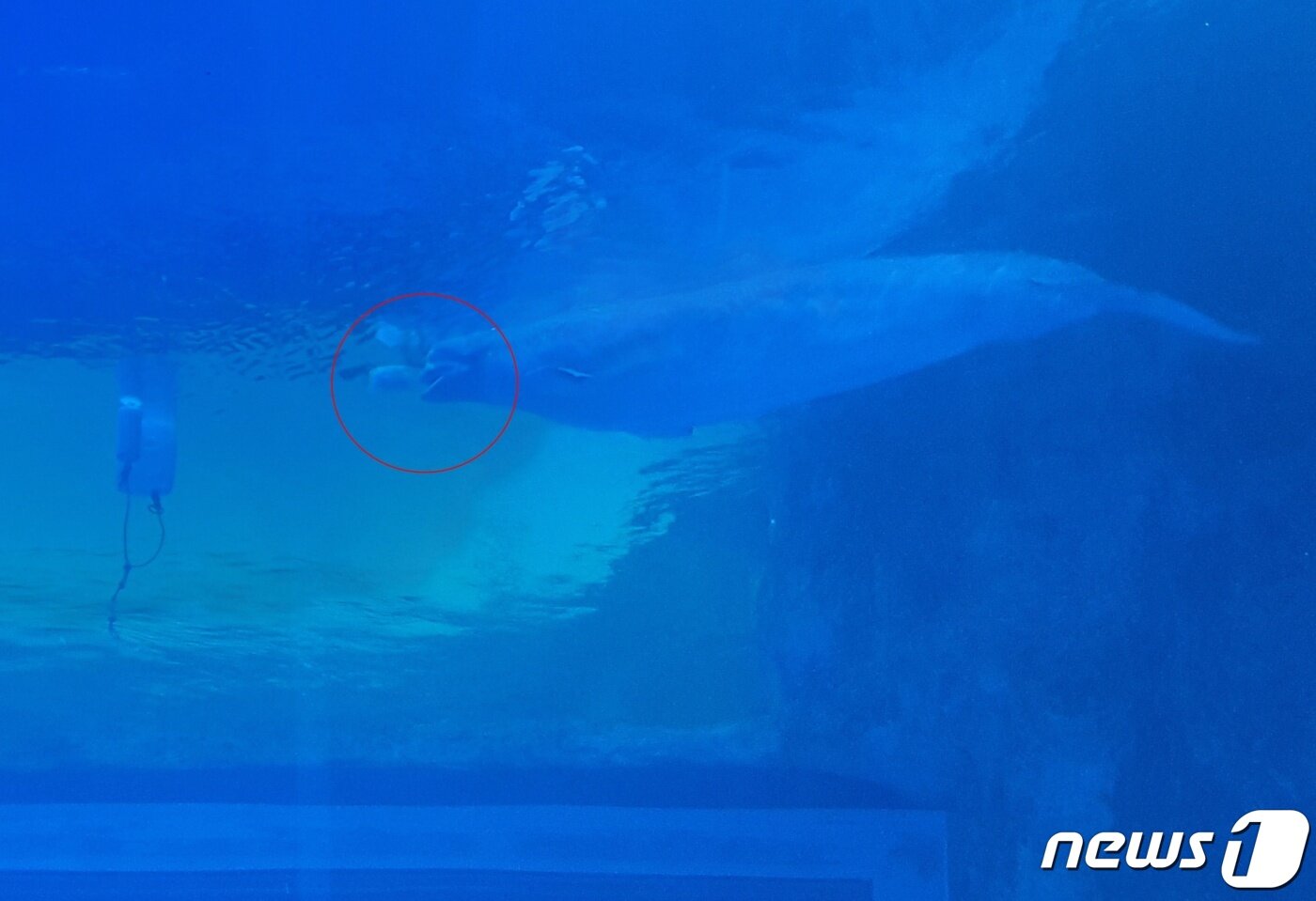 본문 이미지 - 롯데월드 아쿠아리움에서 행동풍부화하는 벨루가. 공을 굴리는 모습. ⓒ 뉴스1 최서윤 기자