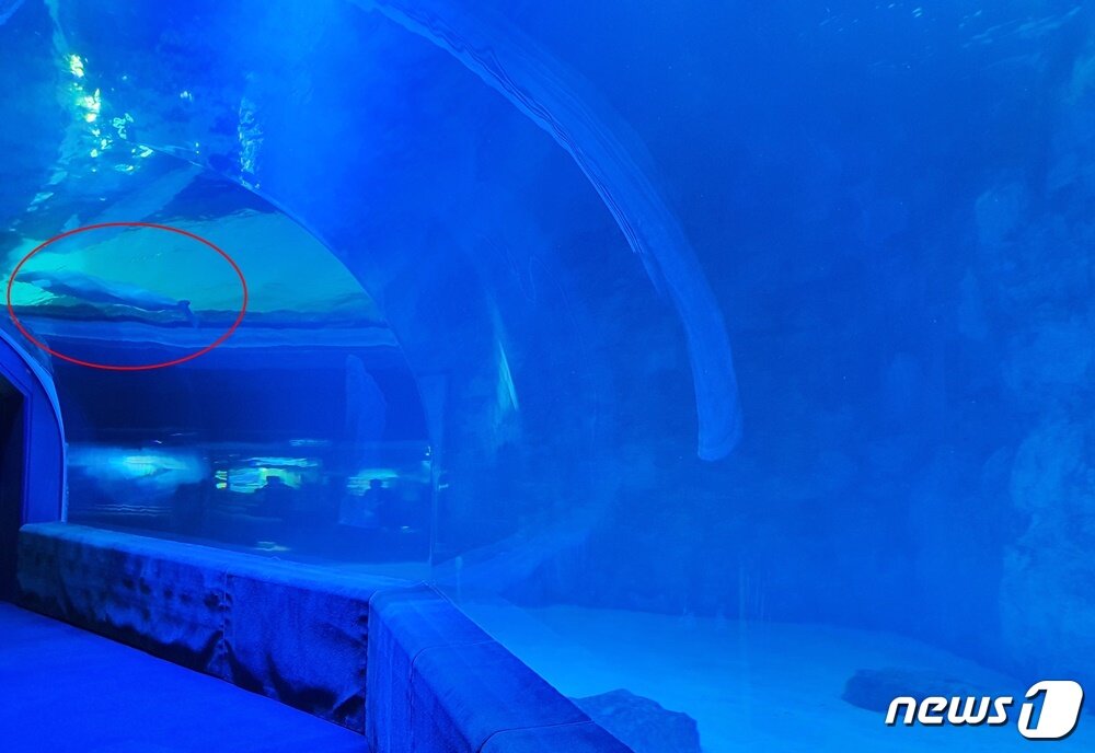 본문 이미지 - 롯데월드 아쿠아리움에서 행동풍부화하는 벨루가 ⓒ 뉴스1 최서윤 기자