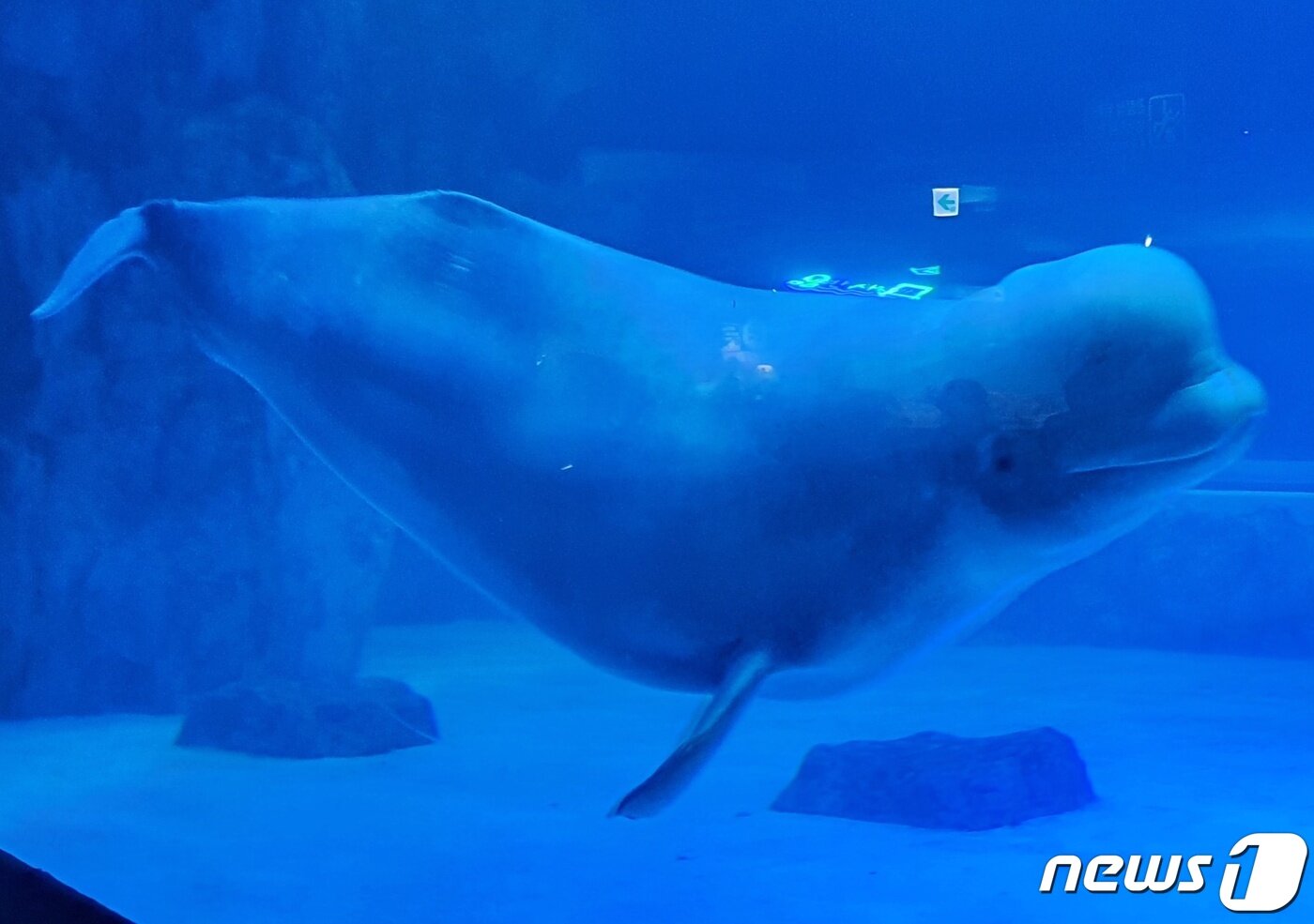 본문 이미지 - 롯데월드 아쿠아리움의 벨루가 ⓒ 뉴스1 최서윤 기자