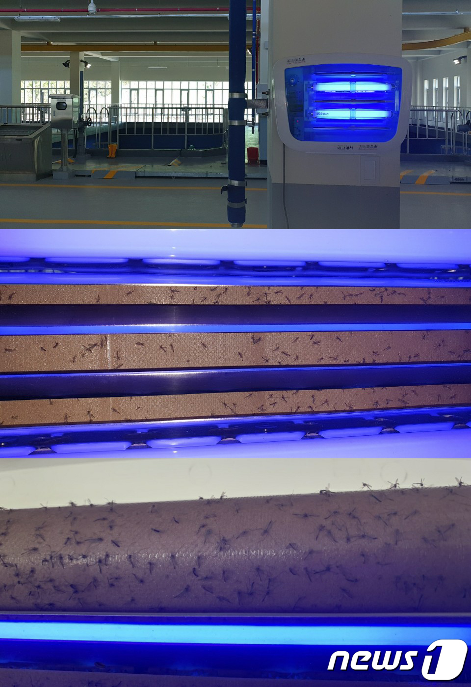 (인천=뉴스1) 정진욱 기자 = 깔따구 유충이 발견된 인천 서구 공천정수사업소 고도정수처리시설 건물에 벌레잡이 등(사진 윗쪽)이 설치되어 있다. 아래 2개의 사진은 등안에 잡혀있는 …