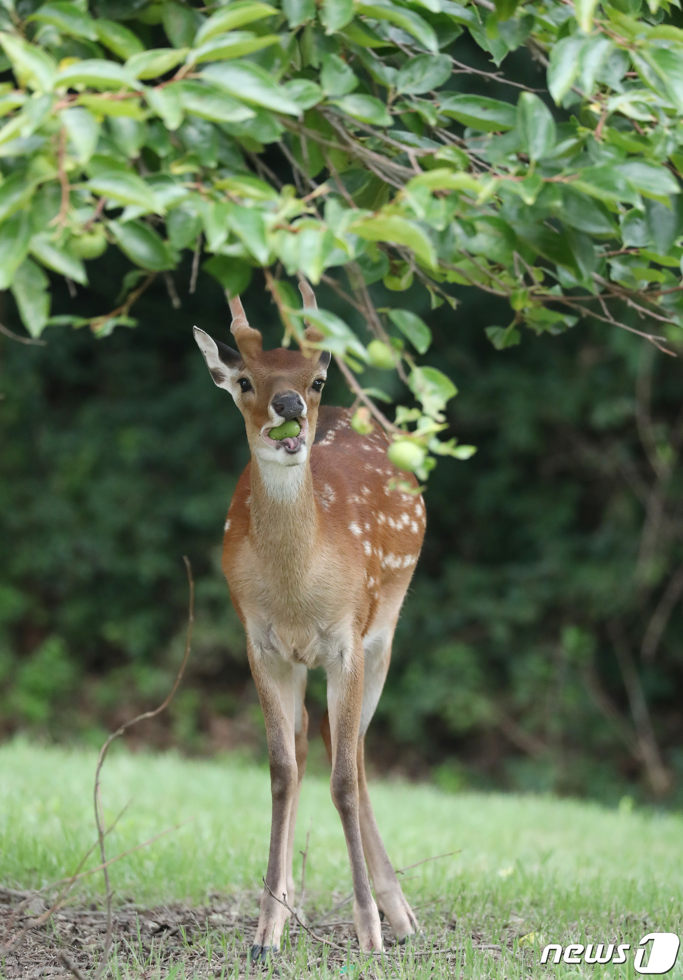 (대전=뉴스1) 김기태 기자 = 27일 오후 대전 유성구 국립대전현충원에서 꽃사슴이 나뭇잎을 먹고 있다. 2020.7.27/뉴스1