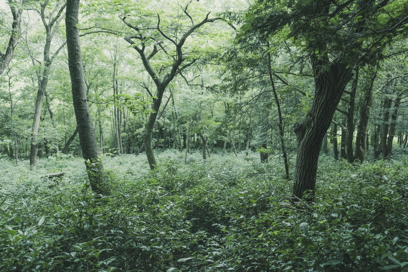 본문 이미지 - 비자나무숲에 들어선 차밭