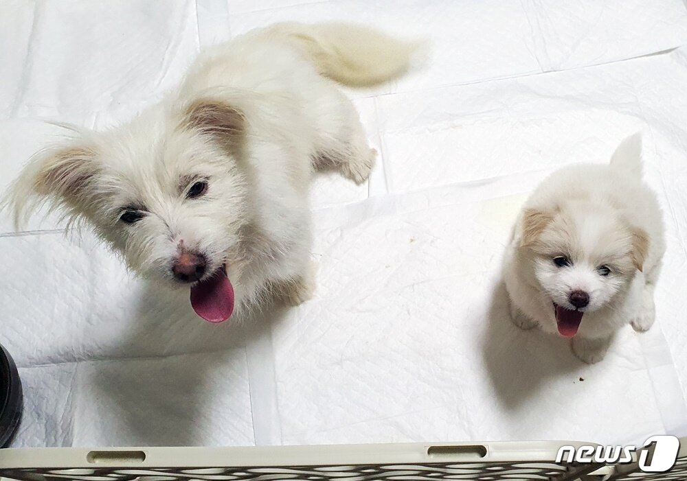 본문 이미지 - 모델 김효진이 지난 6월 구조한 강아지들. 새 가족을 기다리고 있다. ⓒ 뉴스1