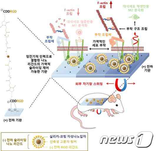 나노 리간드 슬라이딩 스위치로 대식세포 기반 생체 내 면역반응을 실시간 원격제어하는 기술을 보여주는 모식도.(고려대 제공)© 뉴스1