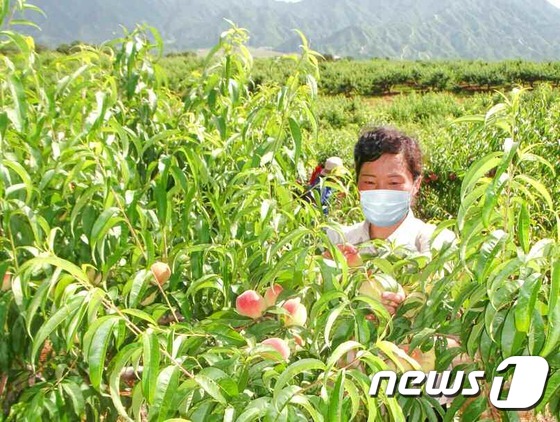 북한, 강원도에서 햇복숭아 수확 시작