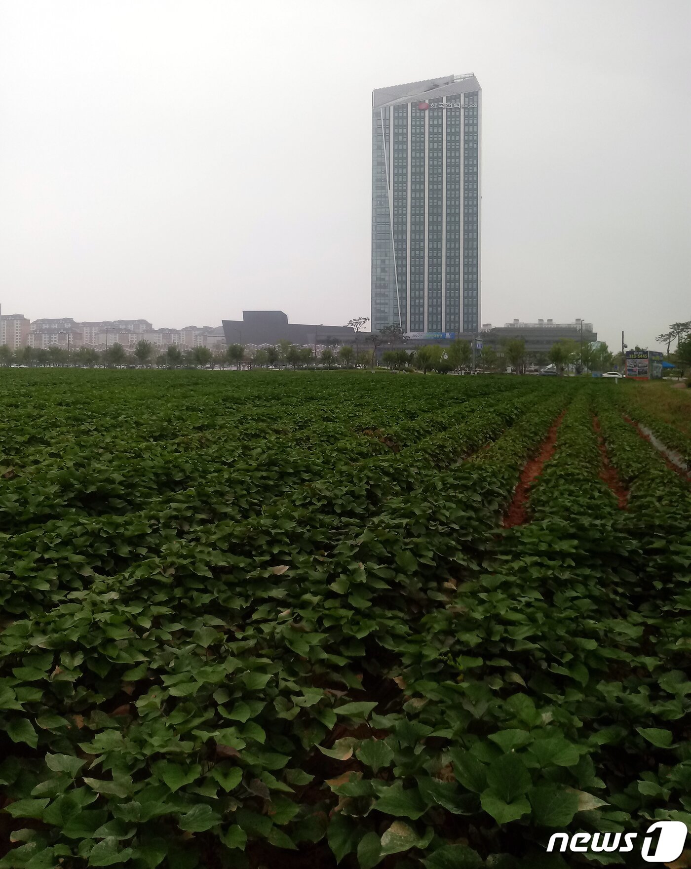 본문 이미지 - 한때 고구마밭으로 변했던 나주 빛가람혁신도시 내 한국전력 정문 건너편의 4만여㎡ 산학연 클러스터부지./뉴스1 ⓒ News1