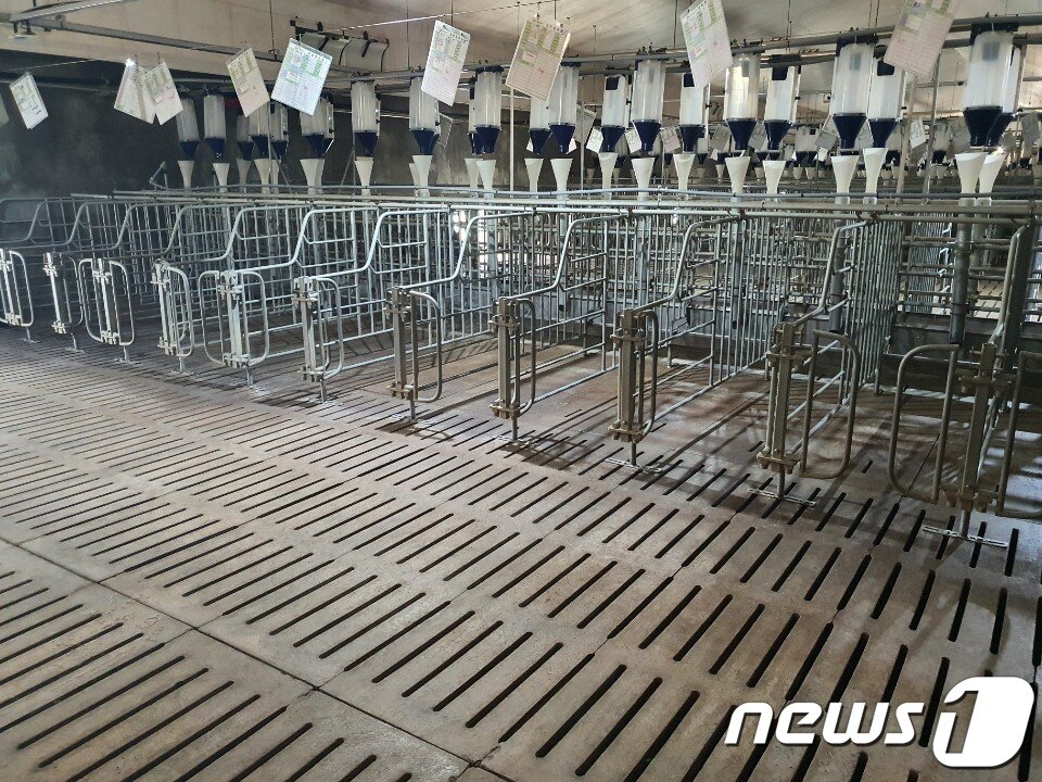 본문 이미지 - 7일 경기도 연천군의 한 돼지농가 사육장이 텅 비어 있다. 해당 농가는 지난해 9월 아프리카돼지열병(ASF) 영향으로 살처분이 진행 됐다. 현재까지 이동제한 조치가 해제되지 않아 돼지 농가가 어려움을 겪고 있다. 2020.7.7/뉴스1 ⓒ News1 최서윤 기자