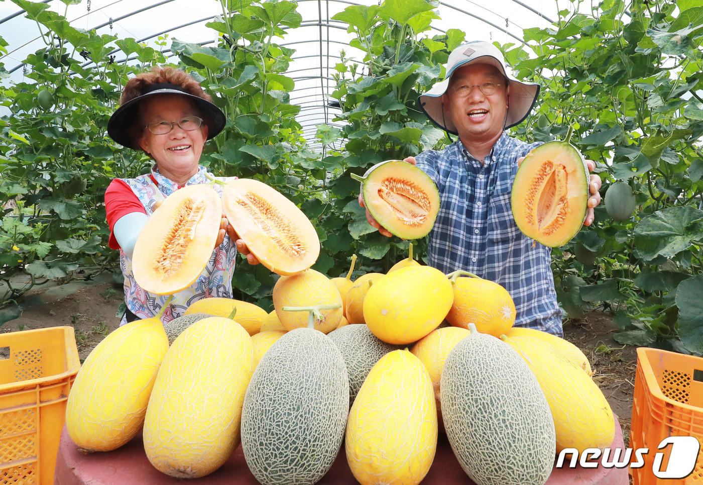 (서울=뉴스1) = 8일 경남 함양군 안의면 월림리 차오름 농장 송인섭씨가 황제도 반한 과일인 ‘하미과’를 첫 수확한 뒤 들어보이고 있다.‘하미과’는 중국 신장 하미지구가 원산지인 …