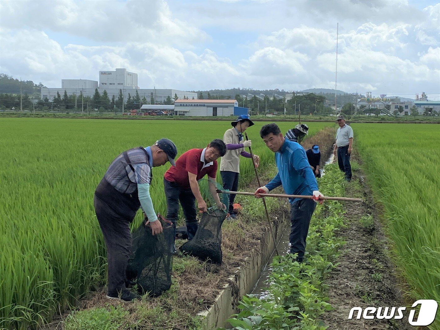 본문 이미지 - 왕우렁이 수거 작업 ⓒ News1