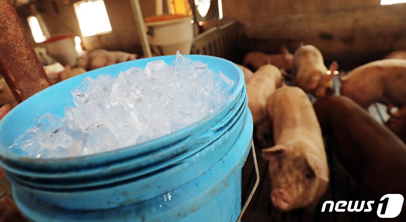 본문 이미지 - 여름철 양돈농가 자료사진.(사진은 기사 내용과 무관함) / 뉴스1 ⓒ News1 오현지 기자