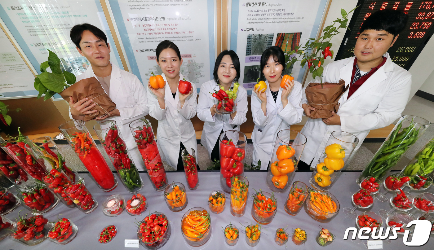 (서울=뉴스1) = 19일 전북혁신도시 농촌진흥청 국립농업과학원 농업유전자원센터에서 열린 '고추 속 유전자원 현장 평가회'에서 연구원들이 세계에서 가장 매운맛을 내는 고추인 미국의 …