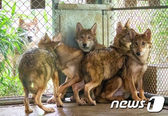 전주동물원, 24일 늑대 5남매 일반관람객에 첫 공개 - 뉴스1