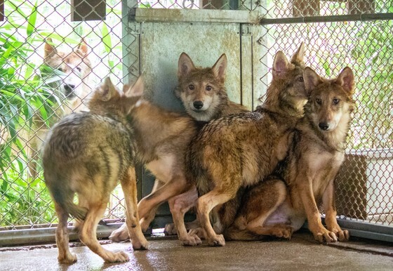 늑구 탈출로 드러난 '인력 공백'…전주동물원도 사육사 부족