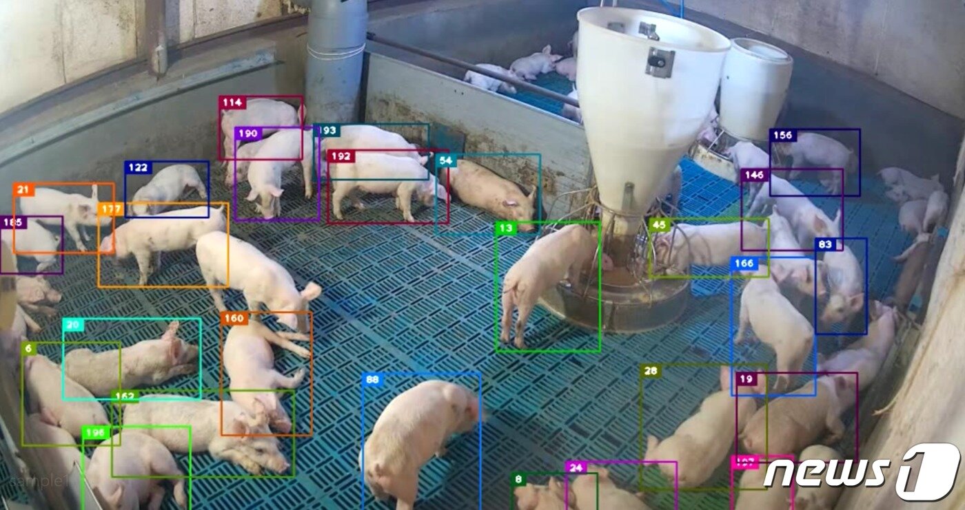 본문 이미지 - 돼지 개체 인식화면.&#40;한국축산데이터 제공&#41;ⓒ 뉴스1