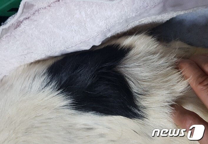 본문 이미지 - 어미 개의 털이 하트 무늬라 '하트'라는 이름을 붙였다. 사진 작은친구동물병원 제공 ⓒ 뉴스1