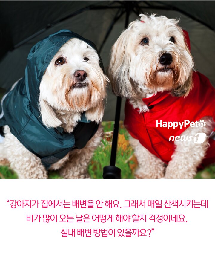 본문 이미지 -  