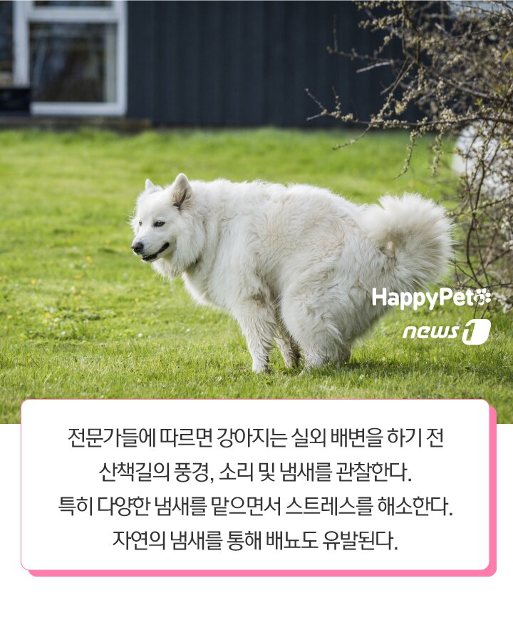 본문 이미지 -  