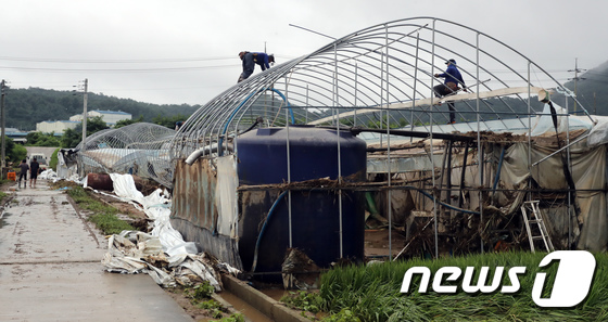 폭우로 무너진 비닐하우스, 복구작업 분주