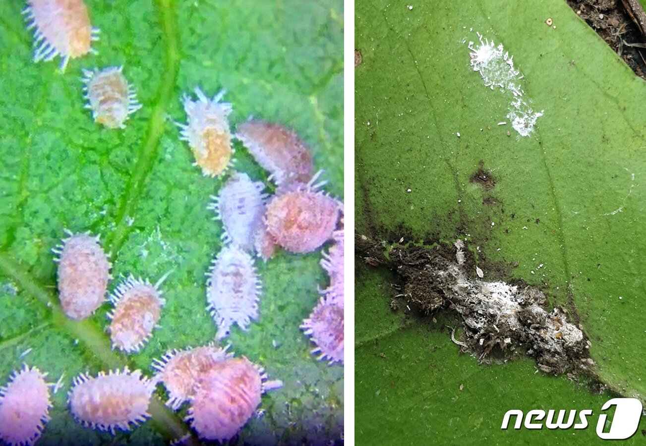 본문 이미지 - 현미경으로 관찰한 살아 있는 깍지벌레(왼쪽사진)와 '고온성 GCM 배양액' 살포로 완전히 방제된 모습. ⓒ News1