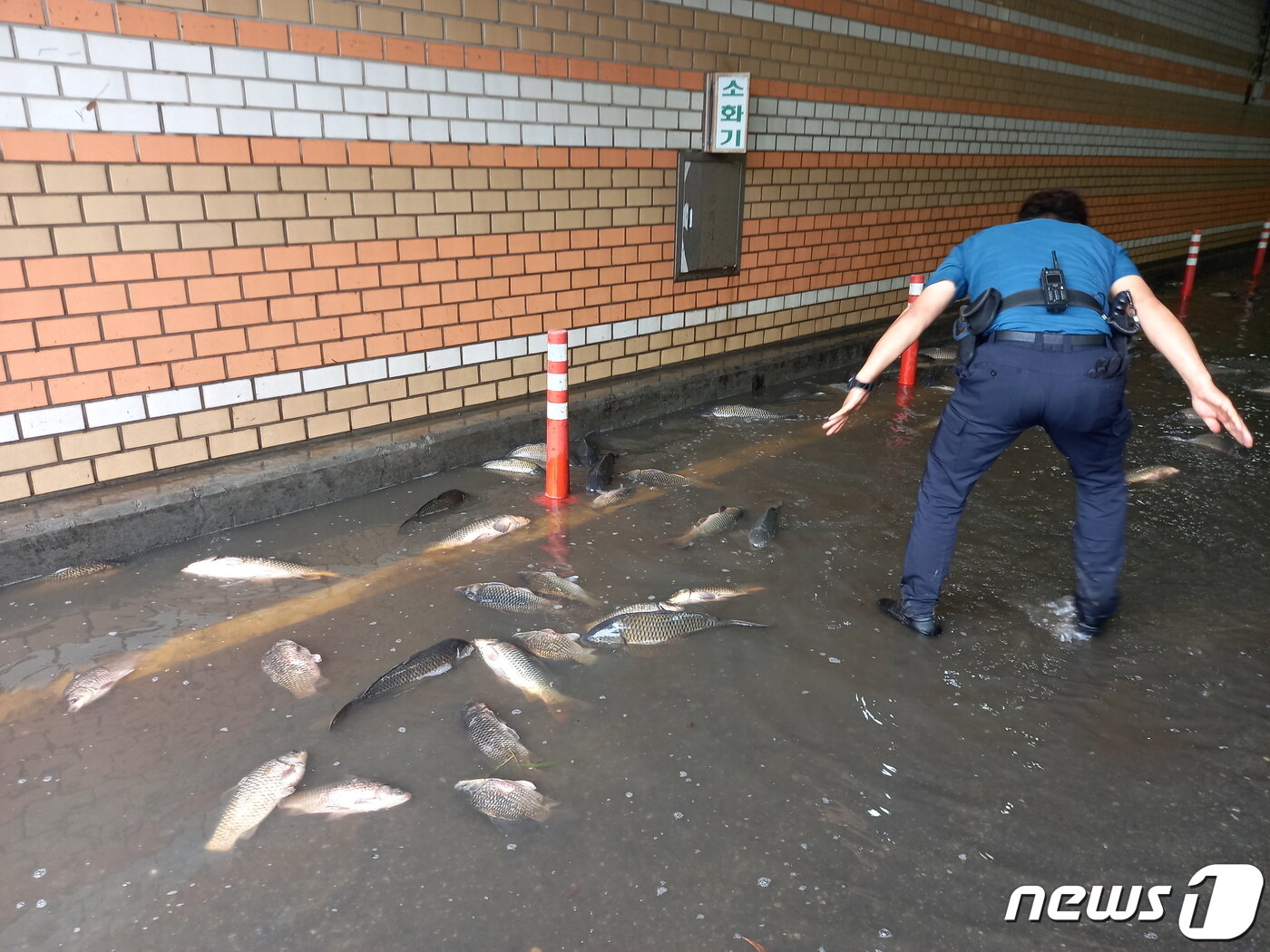 본문 이미지 - 7일 오후 서울 영등포구 여의도 국회둔치주차장 인근에 잉어와 메기, 붕어 등 어류 100여마리가 발견됐다. 6일 하루에만 100㎜이상(기상청 날씨누리 상 관악구 남현동 119.5㎜) 내린 비에 의한 것으로, 이를 발견한 영등포경찰서 여의도지구대는 한강사업본부에 전달했고, 한강사업본부 직원들은 물고기들을 한강에 재방류했다. 2020.8.7/뉴스1 ⓒ News1 이밝음 기자