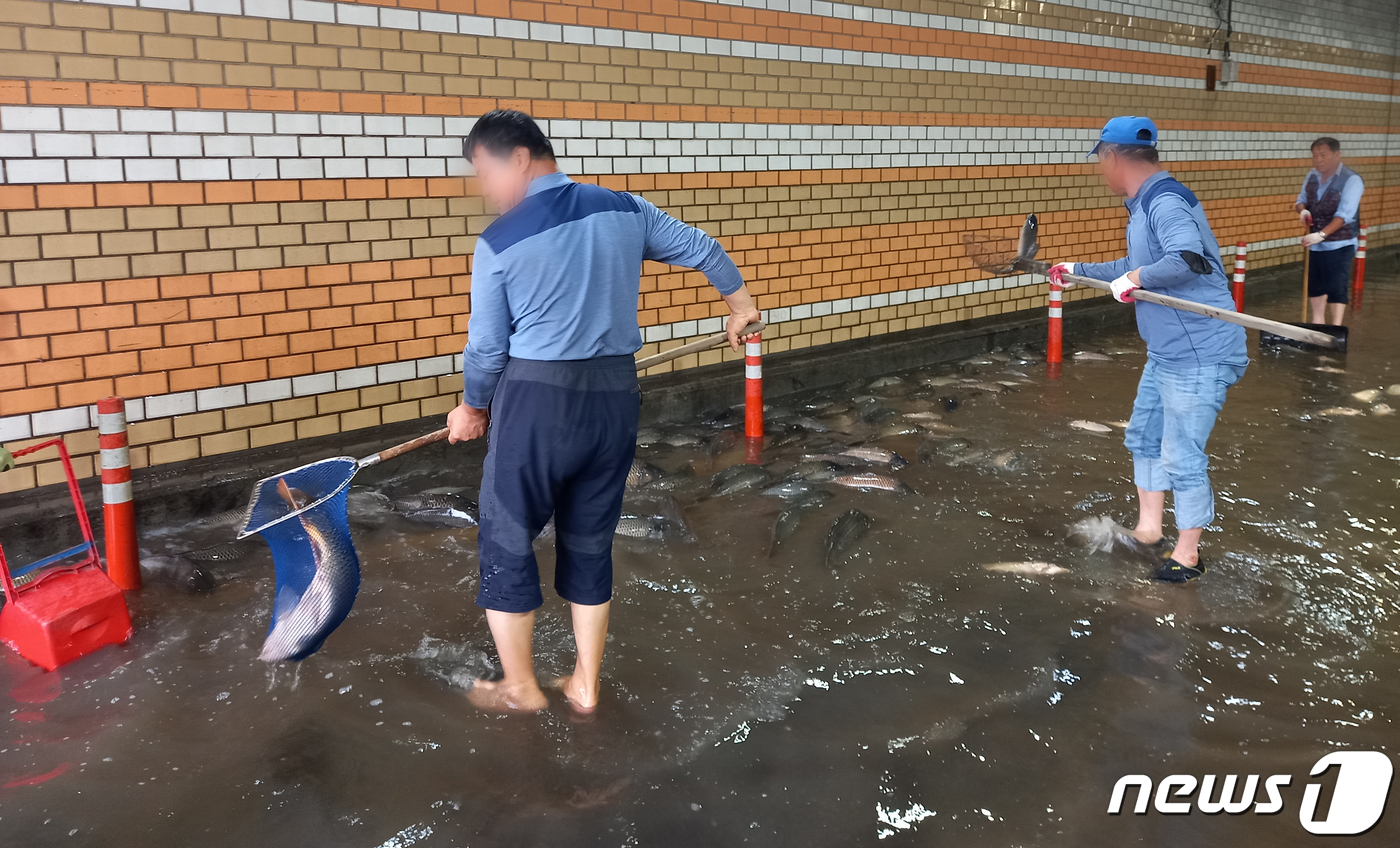(서울=뉴스1) 황덕현 = 7일 오후 서울 영등포구 여의도 국회둔치주차장 인근에 잉어와 메기, 붕어 등 어류 100여마리가 발견됐다. 6일 하루에만 100㎜이상(기상청 날씨누리 상 …