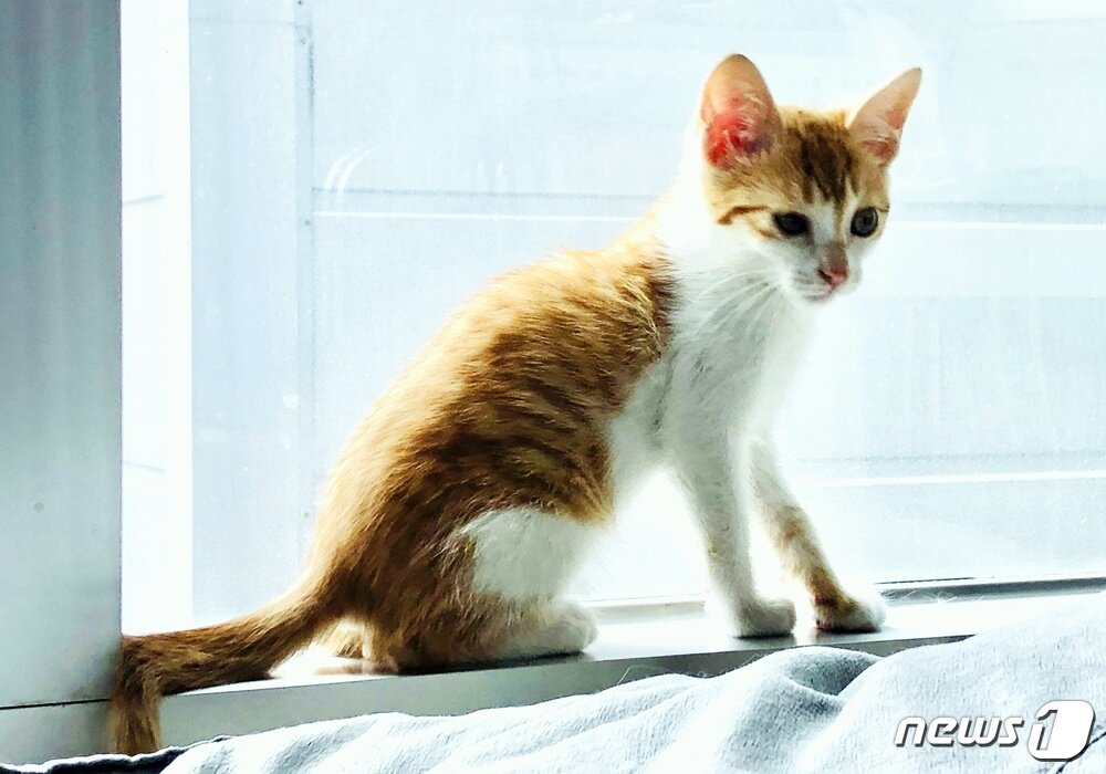본문 이미지 - 주차장에서 구조한 새끼고양이. 사진 심용희 수의사 제공 ⓒ 뉴스1