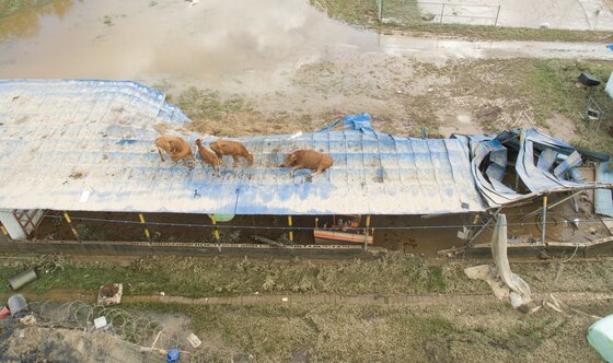 본문 이미지 - 지난 8월 9일 전남 구례군 구례읍의 한 마을 축사 지붕에 장맛비를 피하려는 소떼가 올라가 있다. ⓒ News1 허경 기자