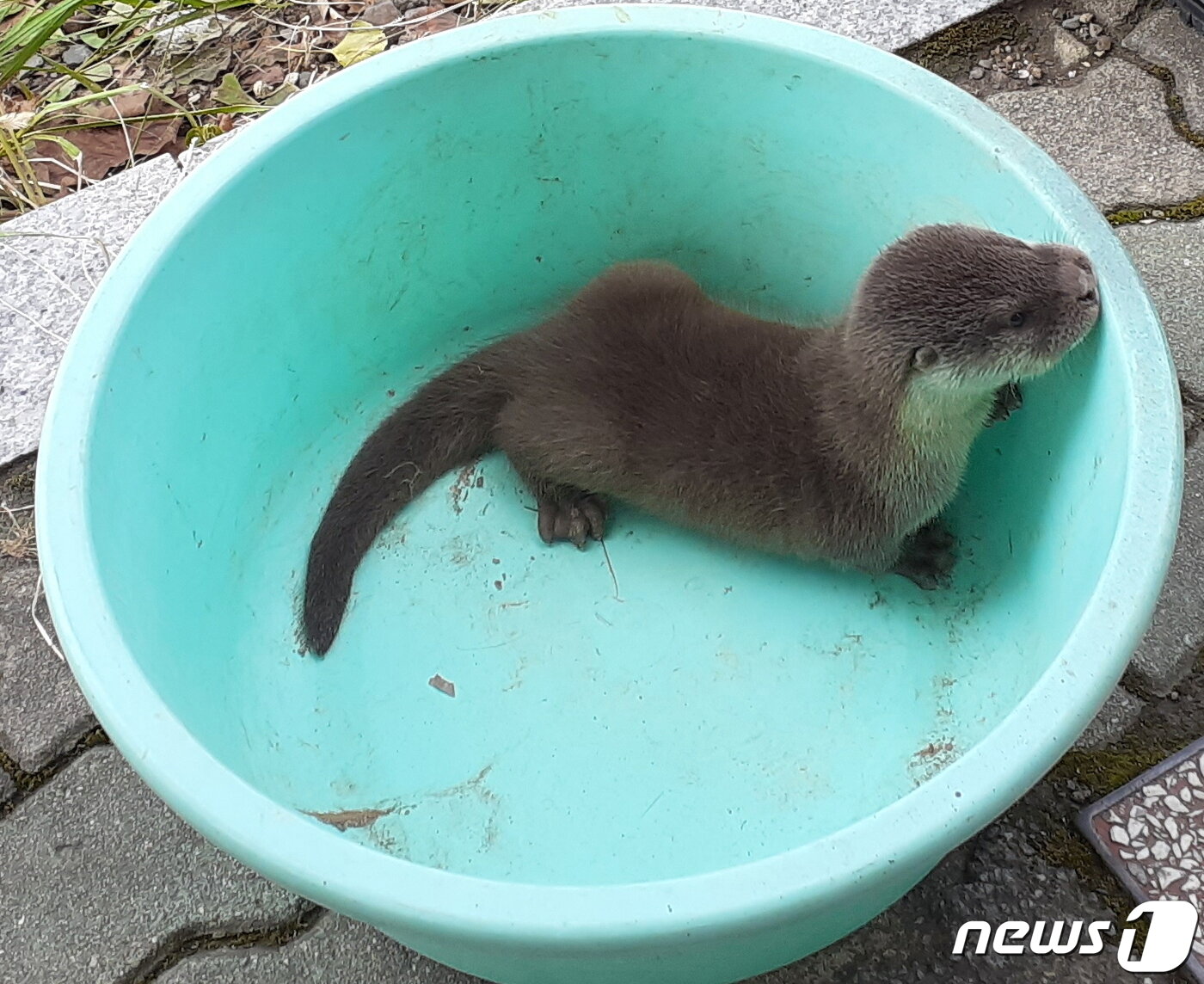 본문 이미지 - 발견 당시의 아기 수달(달서구청 제공) 2020.9.14ⓒ뉴스1