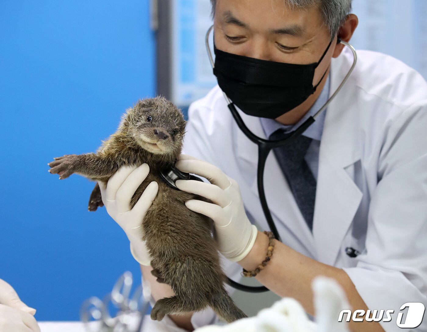 본문 이미지 - 14일 대구 중구 동인동물병원에서 최동학 원장이 생후 6주로 추정되는 수컷 수달을 진료하고 있다. 몸무게 1.1㎏, 길이 52㎝(몸통 32㎝, 꼬리 20㎝) 크기의 이 수달은 지난 8일 대구 달서구 저수지인 도원지 인근 풀숲에서 목격돼 주민 신고로 119구조대에 의해 구조됐다.  2020.9.14/뉴스1 ⓒ News1 공정식 기자