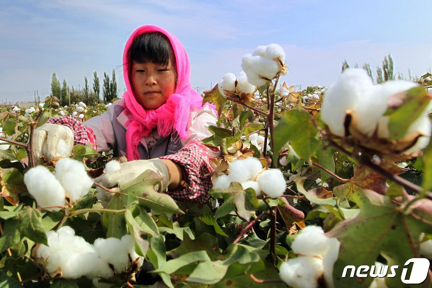 본문 이미지 - 중국 신장 위구르자치구 목화 농장 ⓒ AFP=뉴스1