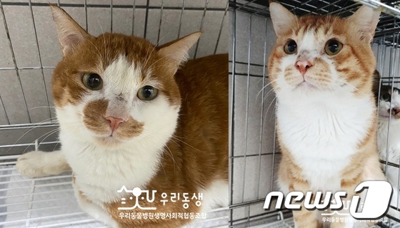 고양이 가을이(왼쪽)와 두부. 사진 우리동생 제공 © 뉴스1