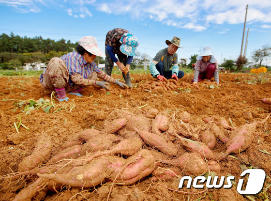 안면읍 승언리의 한 농가에서 호박고구마를 수확하는 모습© 뉴스1