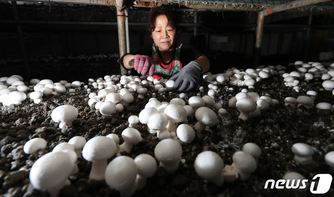 (서울=뉴스1) = 24일 충남 부여군 석성면 버섯 재배농가에서 농부가 눈송이처럼 하얀 버섯인 '도담' 양송이버섯을 수확하고 있다.도담은 농촌진흥청 국립원예특작과학원에서 개발한 품 …